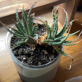 Photo of the plant species Aloe Humilis by @VipEmmenanthe named Anna on Greg, the plant care app