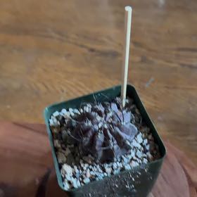 Photo of the plant species Purple Karoo Rose by @VipEmmenanthe named Figgy on Greg, the plant care app
