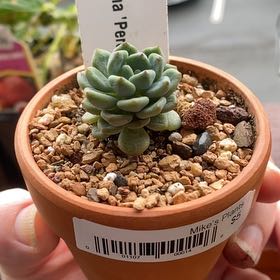 Photo of the plant species Perote Echeveria by @StefanieGray named Tiny Baby on Greg, the plant care app