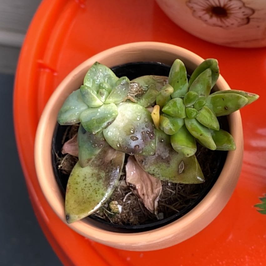 Photo of the plant species Graptosedum 'Sunsplash' by @StefanieGray named Sedum on Greg, the plant care app
