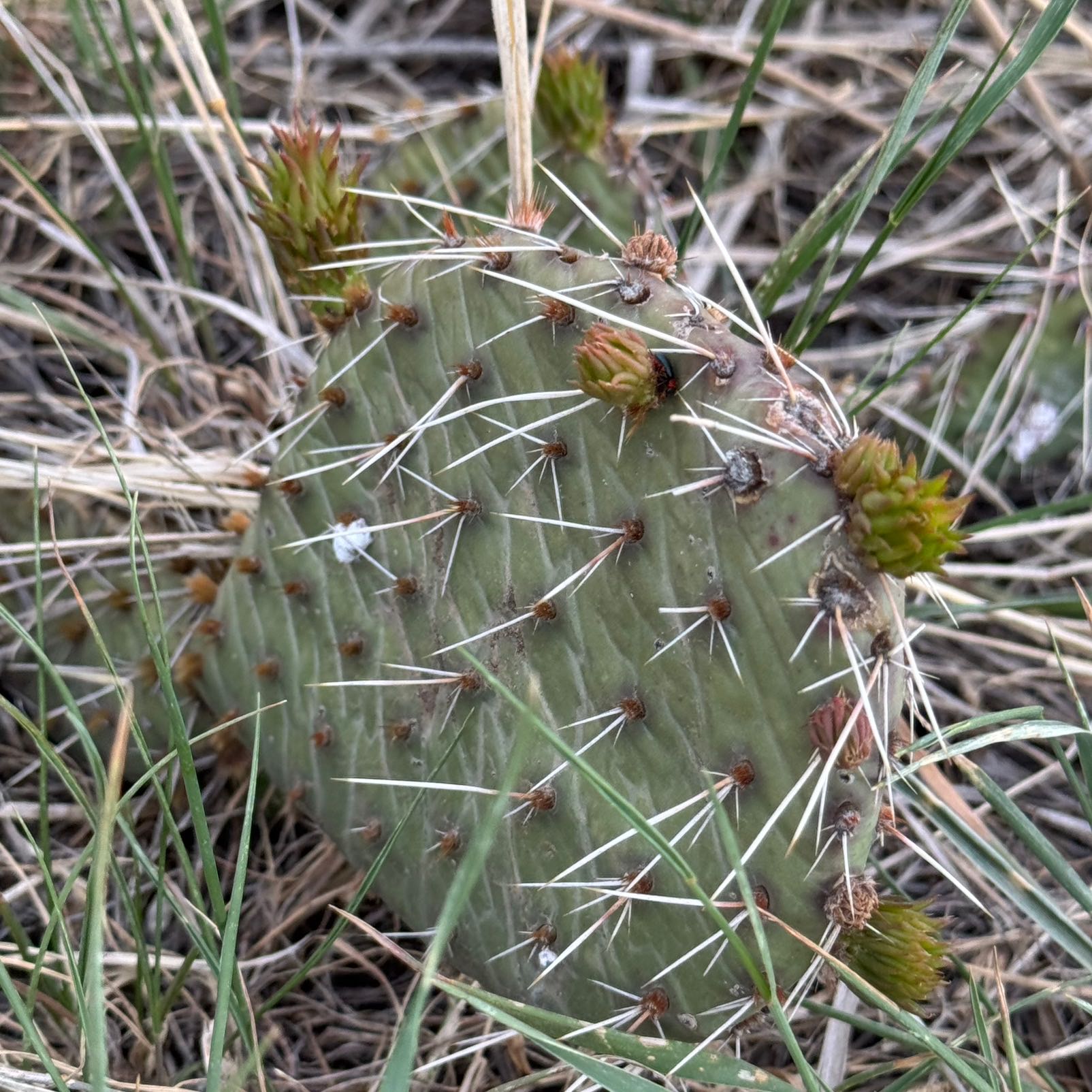 Photo of the plant species Navajo Bridge Prickly Pear by @StefanieGray named Marley on Greg, the plant care app