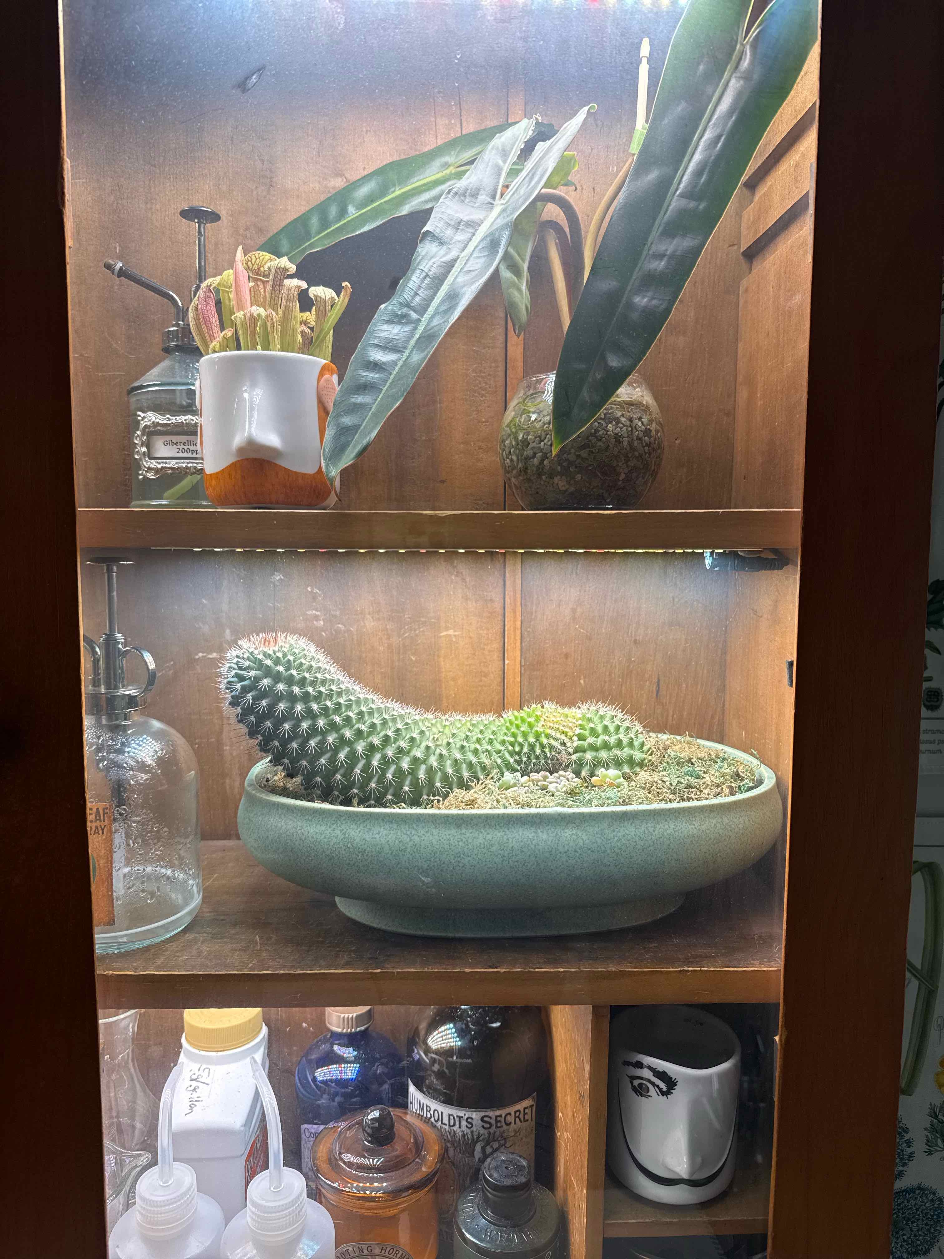 Photo of the plant species Mammillaria backebergiana by @HeraMonstera named 🦡 Drew P. Cactus on Greg, the plant care app
