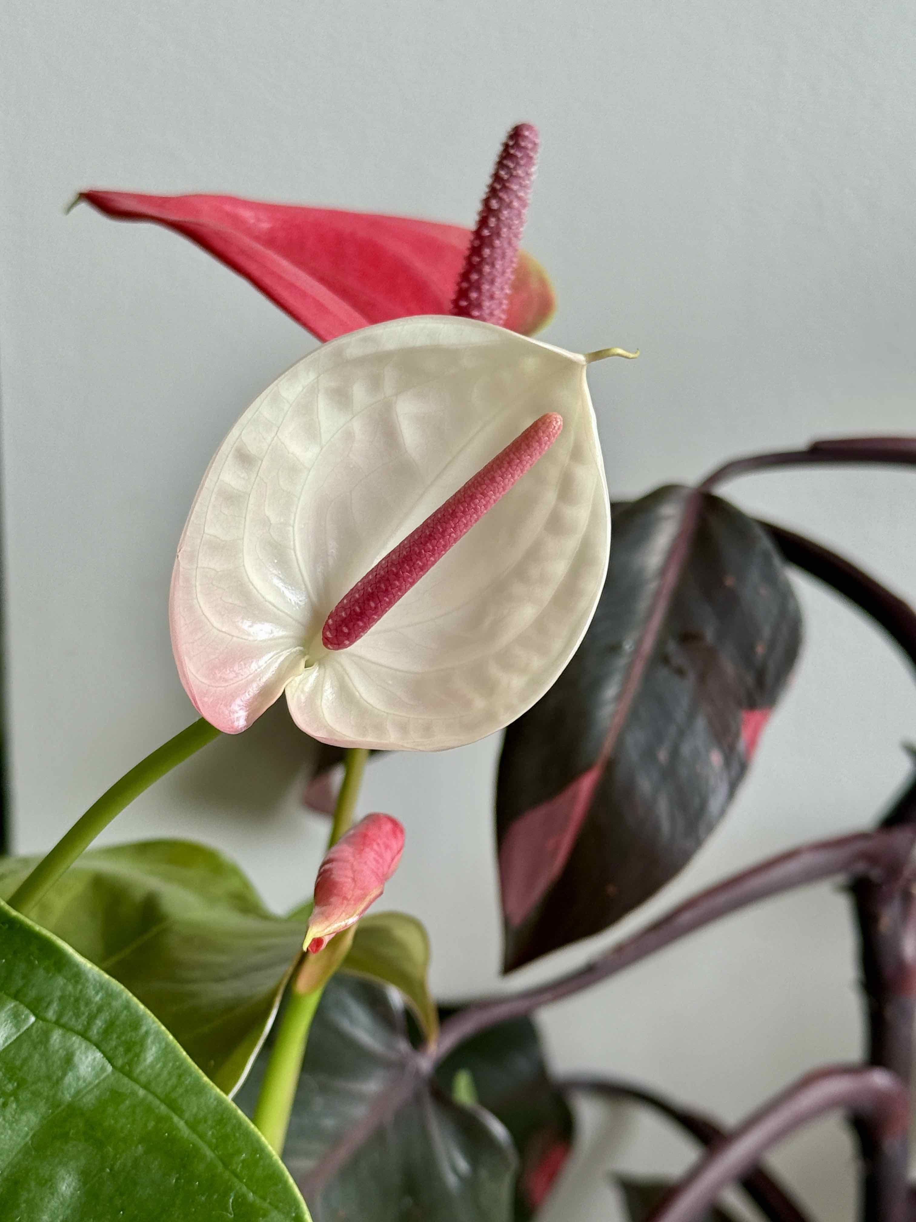 Photo of the plant species Anthurium White Heart by @HeraMonstera named (Master) 🩵 Athena on Greg, the plant care app