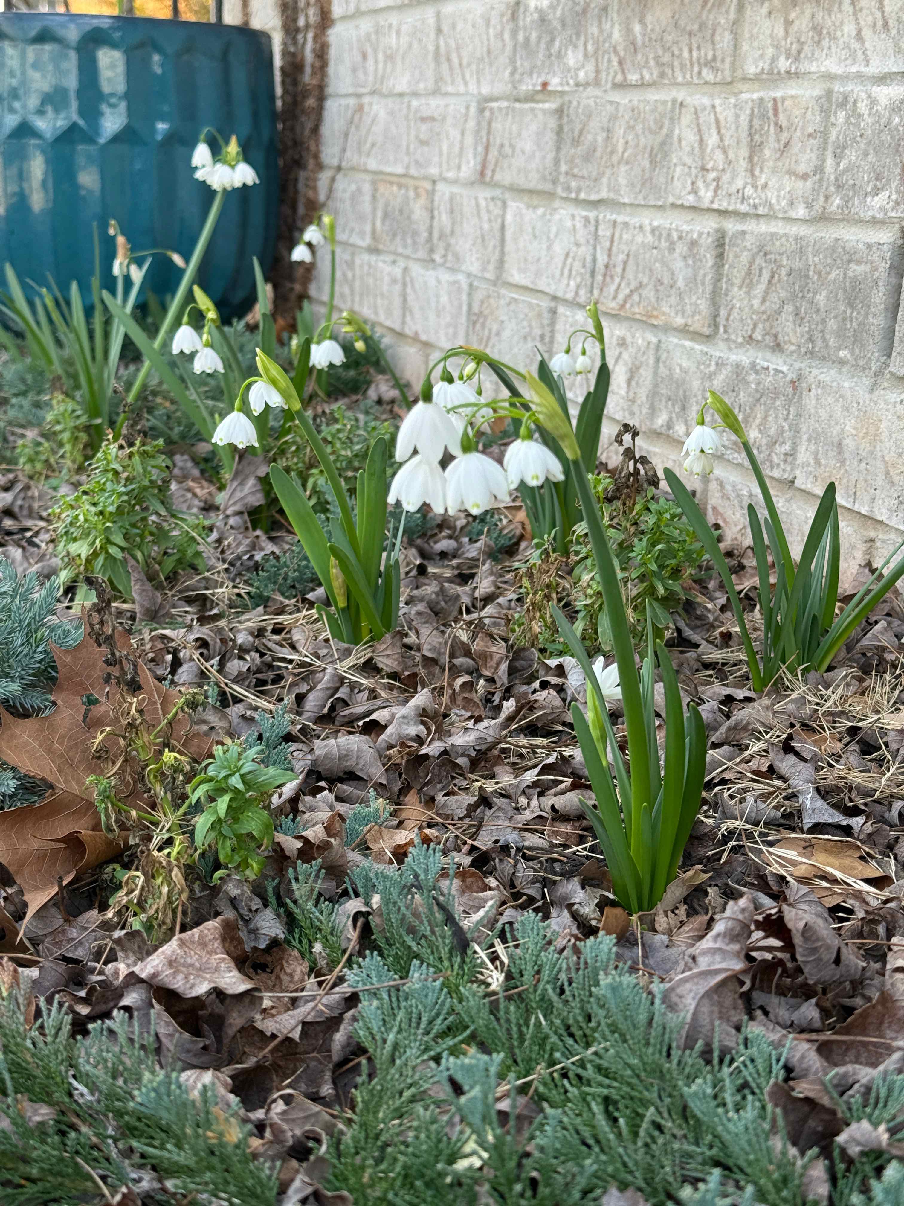 Photo of the plant species Leucojum aestivum 'Gravetye Giant' by @HeraMonstera named (In Ground 2) Leucojum North Wall on Greg, the plant care app