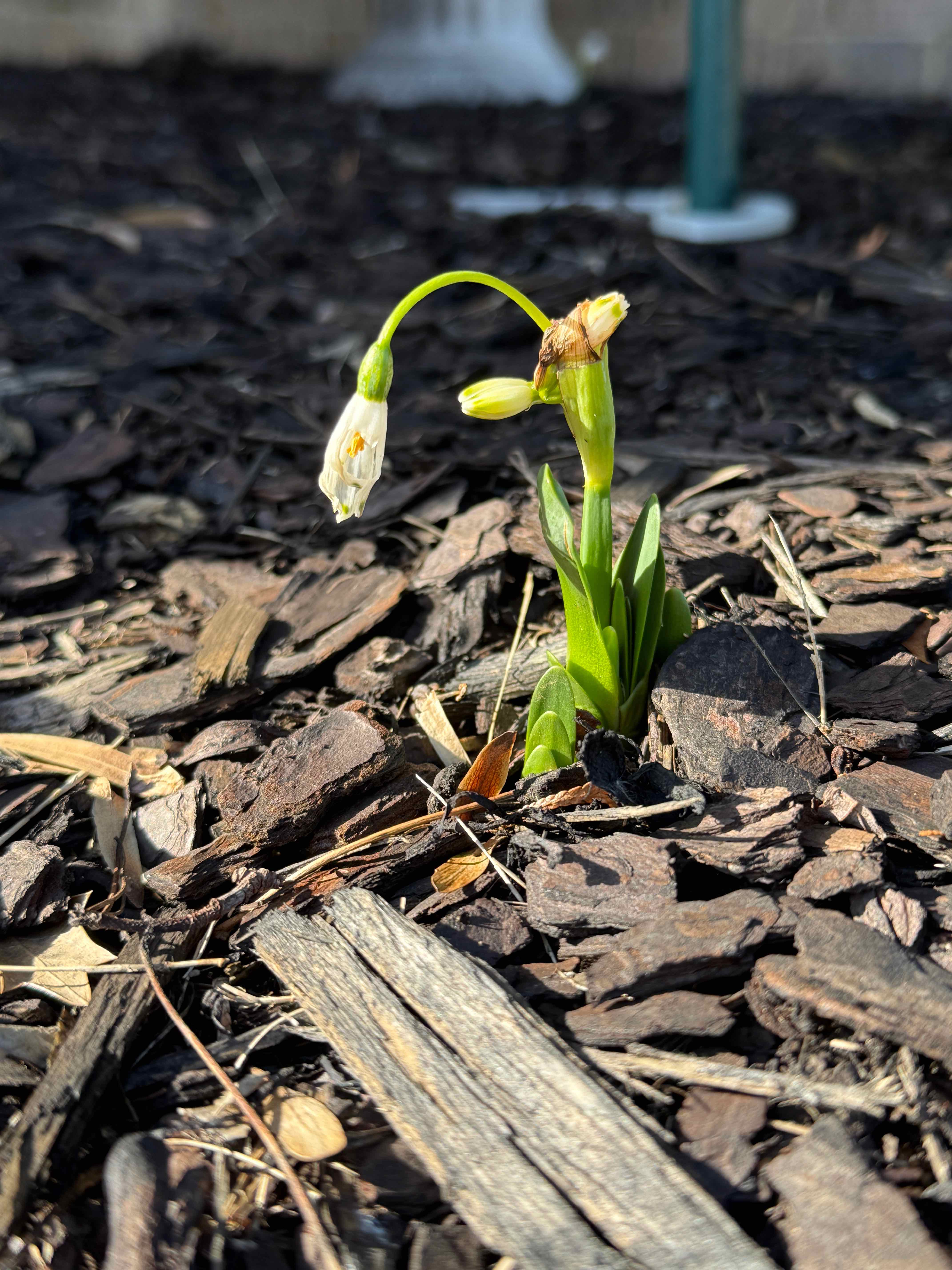 Photo of the plant species Summer Snowflake by @HeraMonstera named (In Ground 1) Leucojum East Corner on Greg, the plant care app
