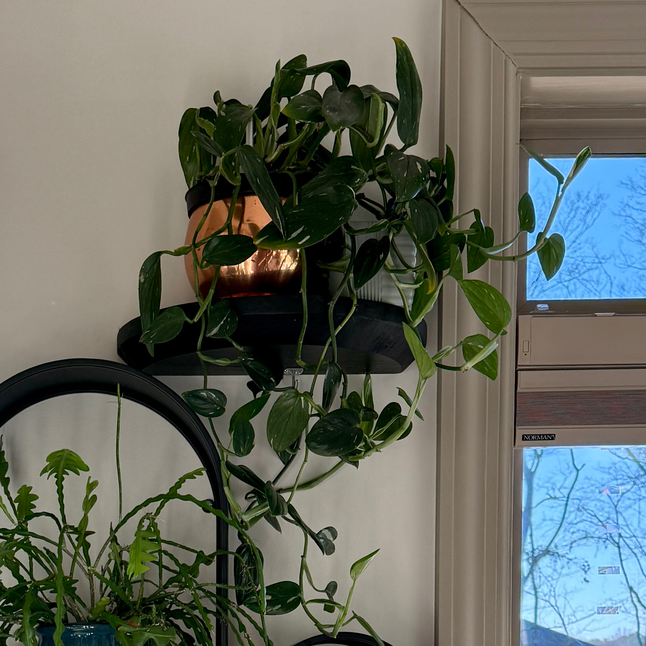 (Tree Room) Kai