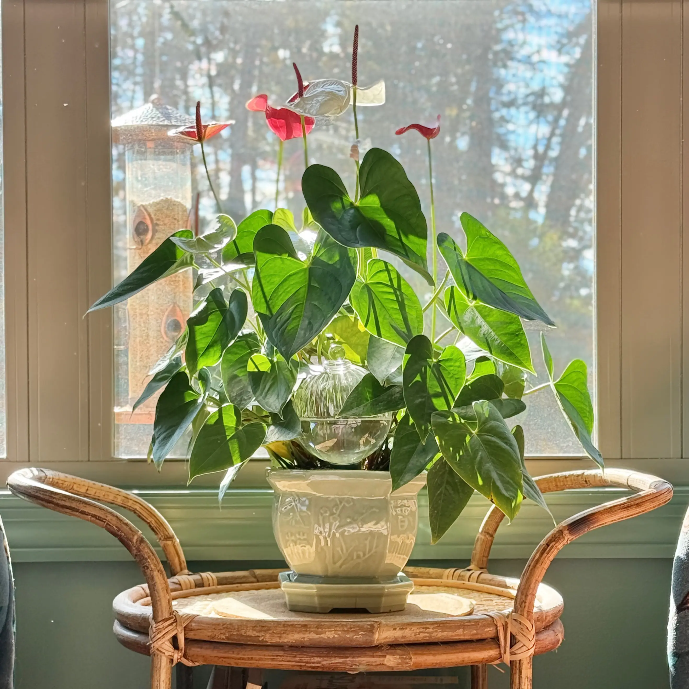 Photo of the plant species Anthurium 'Sweet Dream' by @HeraMonstera named (Master) 🩵 Rosalina on Greg, the plant care app
