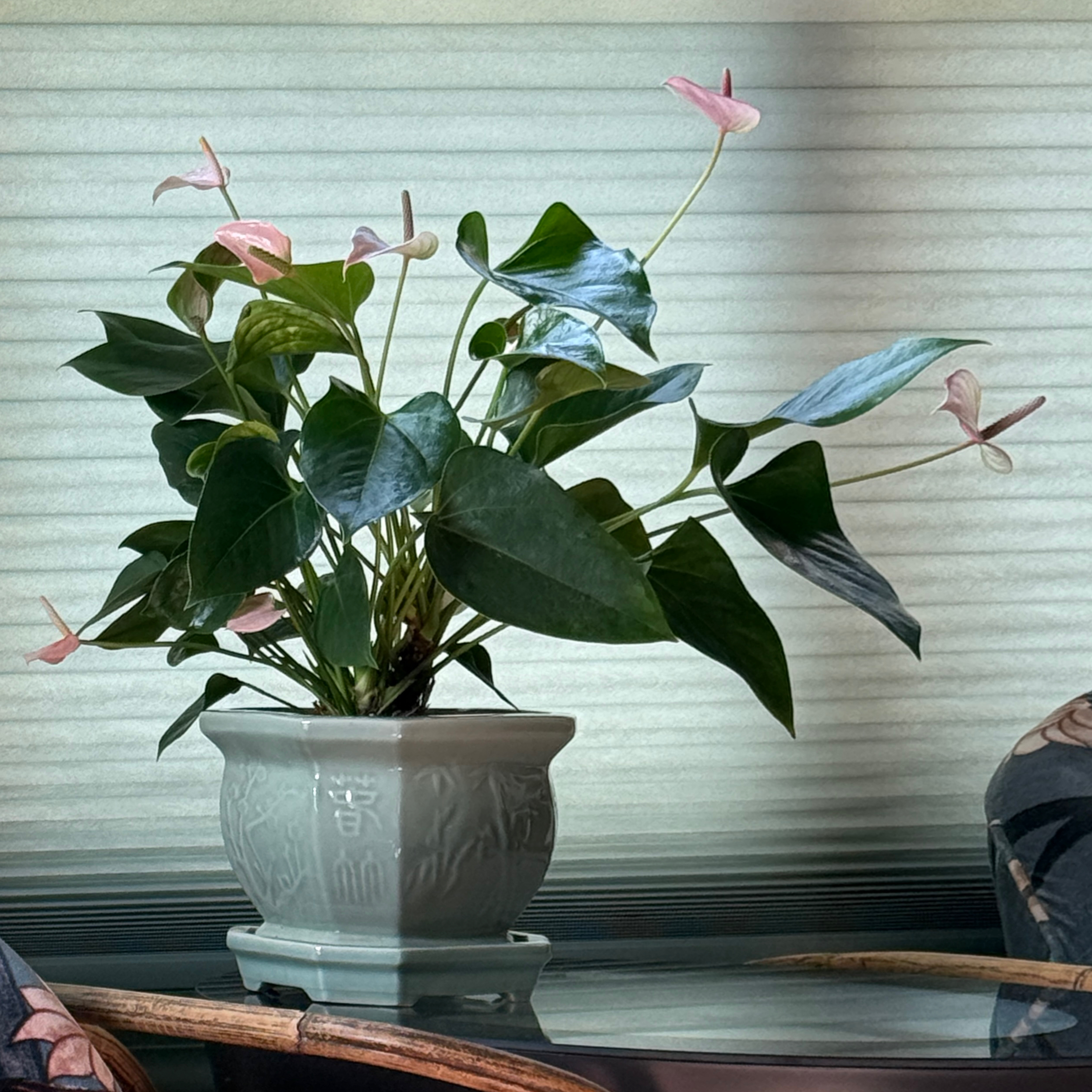 Photo of the plant species Anthurium 'Joli Peach' by @HeraMonstera named (Guest Room) 💕 Princess Peach on Greg, the plant care app