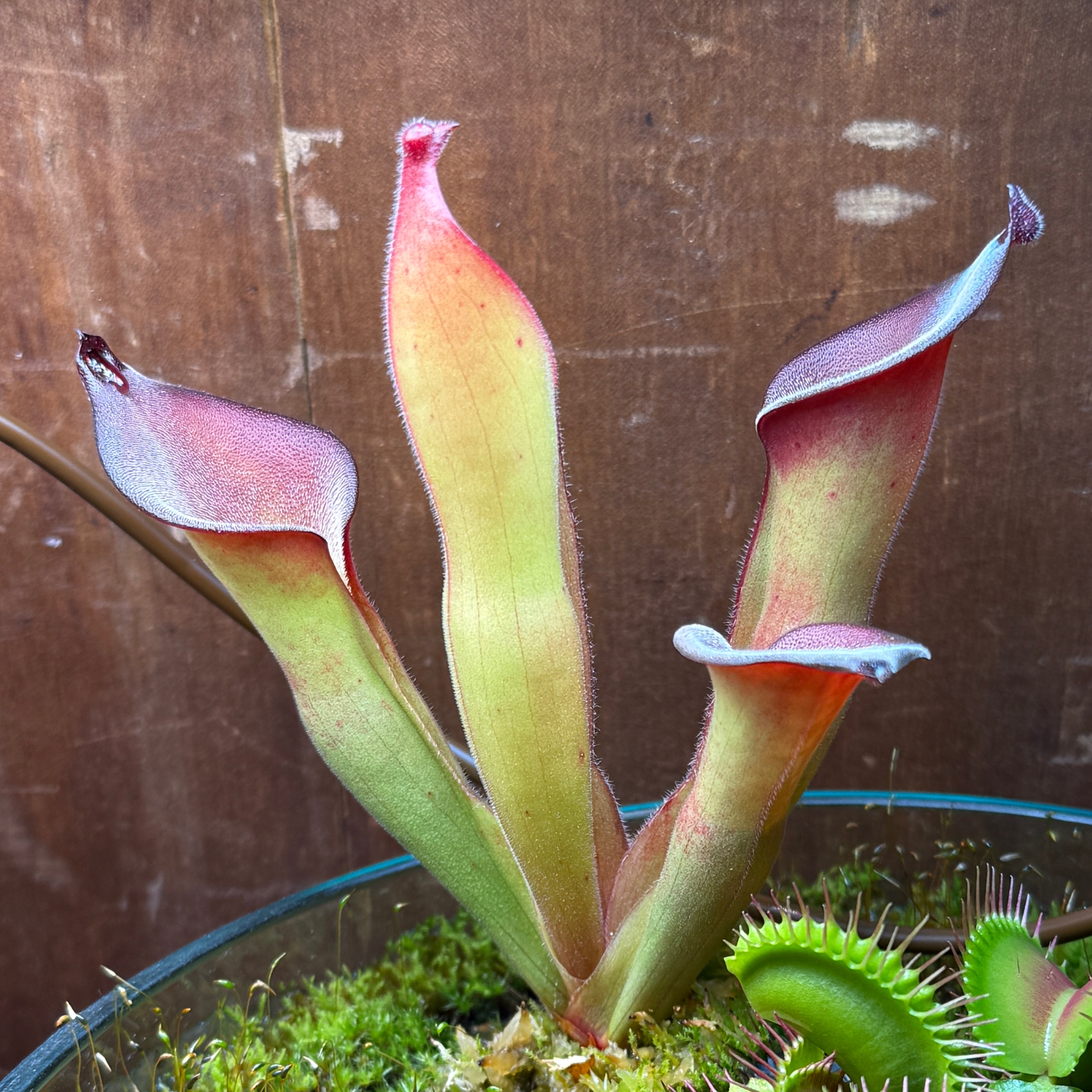 (Prop Spot) 🐍 Aelius