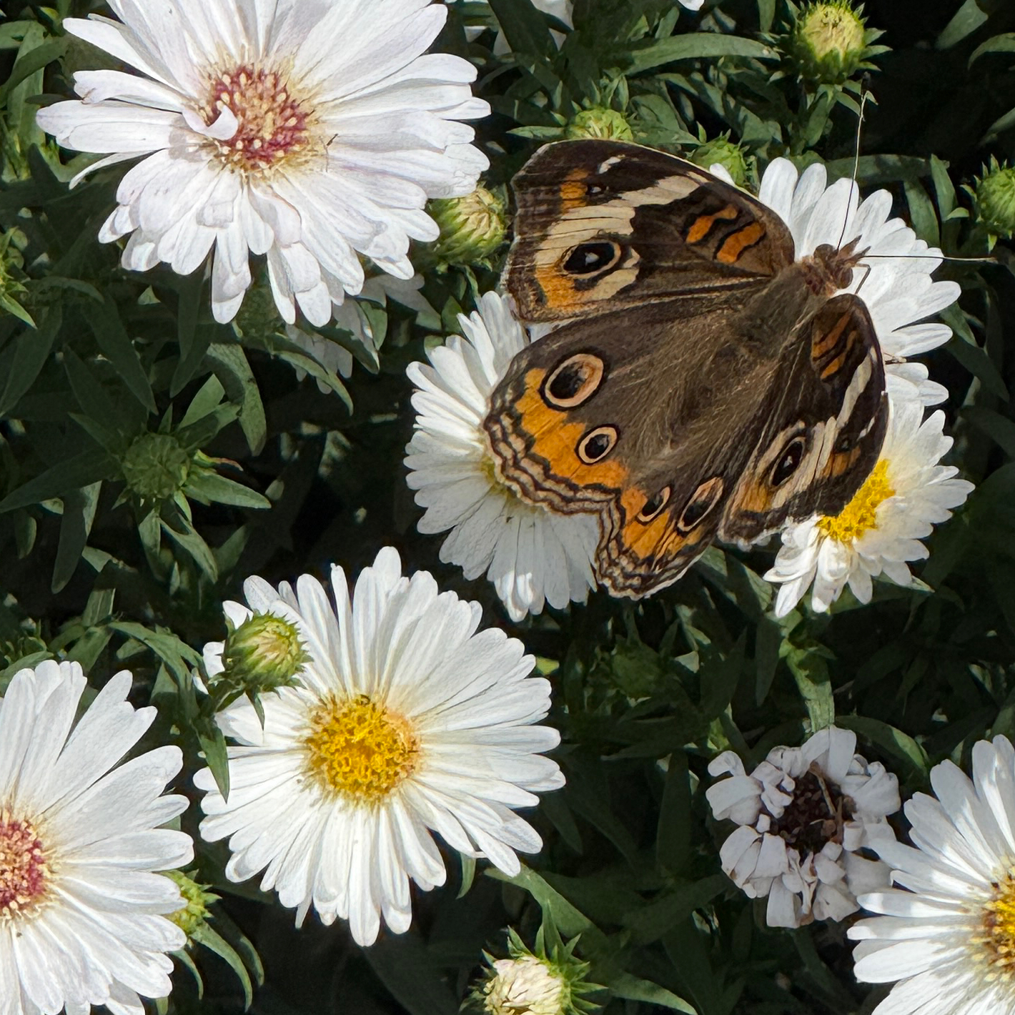 Photo of the plant species Hairy White Oldfield Aster by @HeraMonstera named (In Ground 4) Asters on Greg, the plant care app