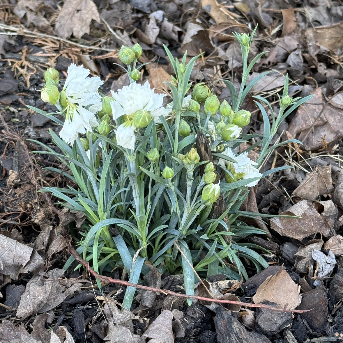Photo of the plant species Dianthus by @HeraMonstera named (In Ground 1) Dianthus on Greg, the plant care app