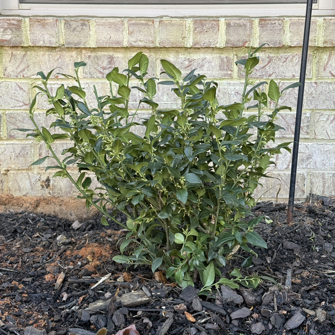 Photo of the plant species 野扇花 by @HeraMonstera named (In Ground 1) FSB on Greg, the plant care app