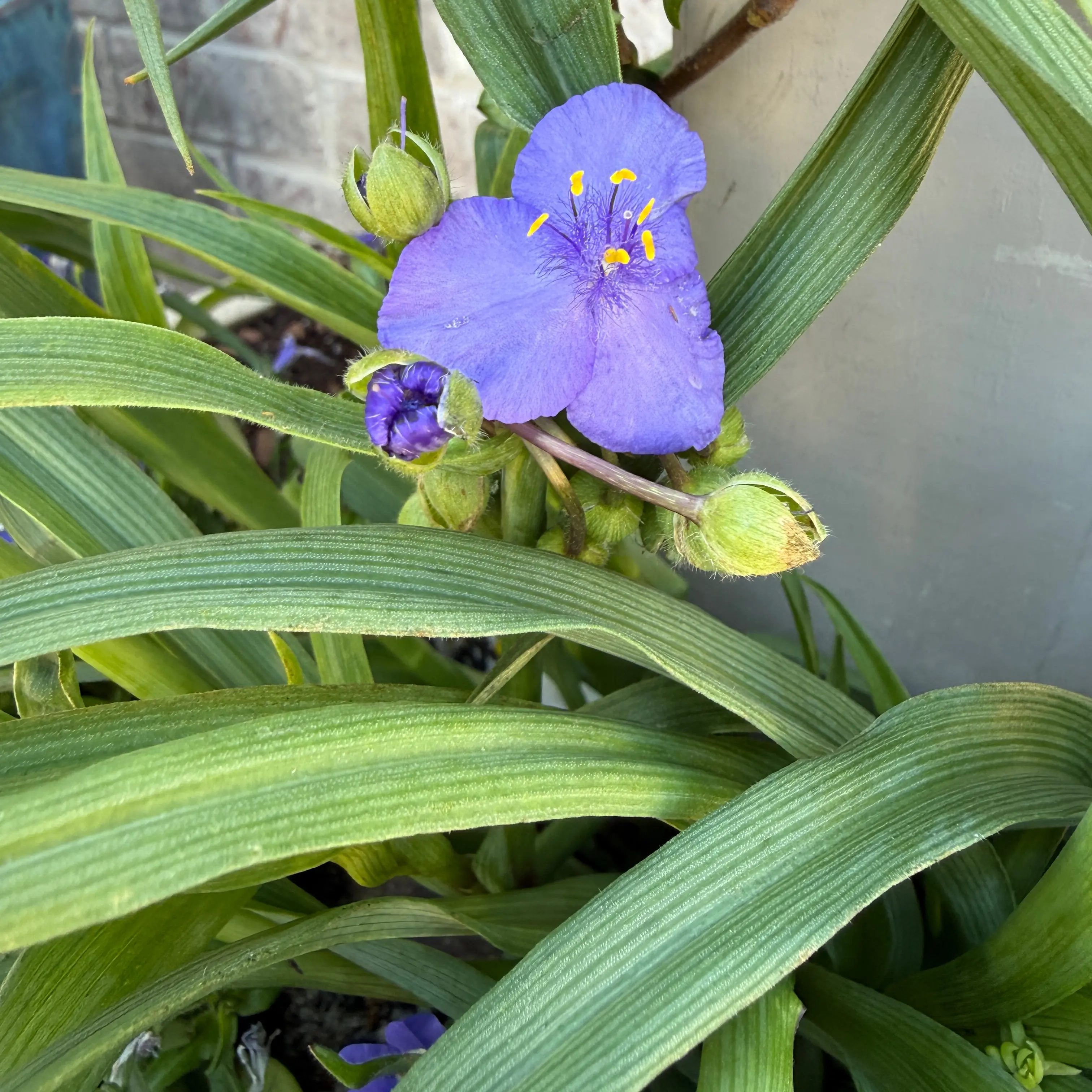 Photo of the plant species Spiderwort Barbel by @HeraMonstera named (BF) Spiderwort on Greg, the plant care app