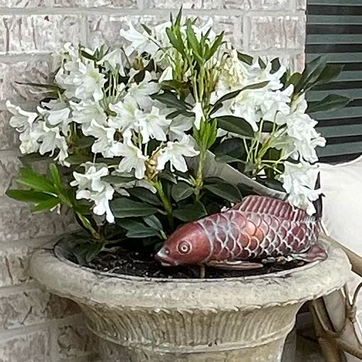 Photo of the plant species Cunningham's White Rhododendron by @HeraMonstera named (Front Patio) Rhoda on Greg, the plant care app
