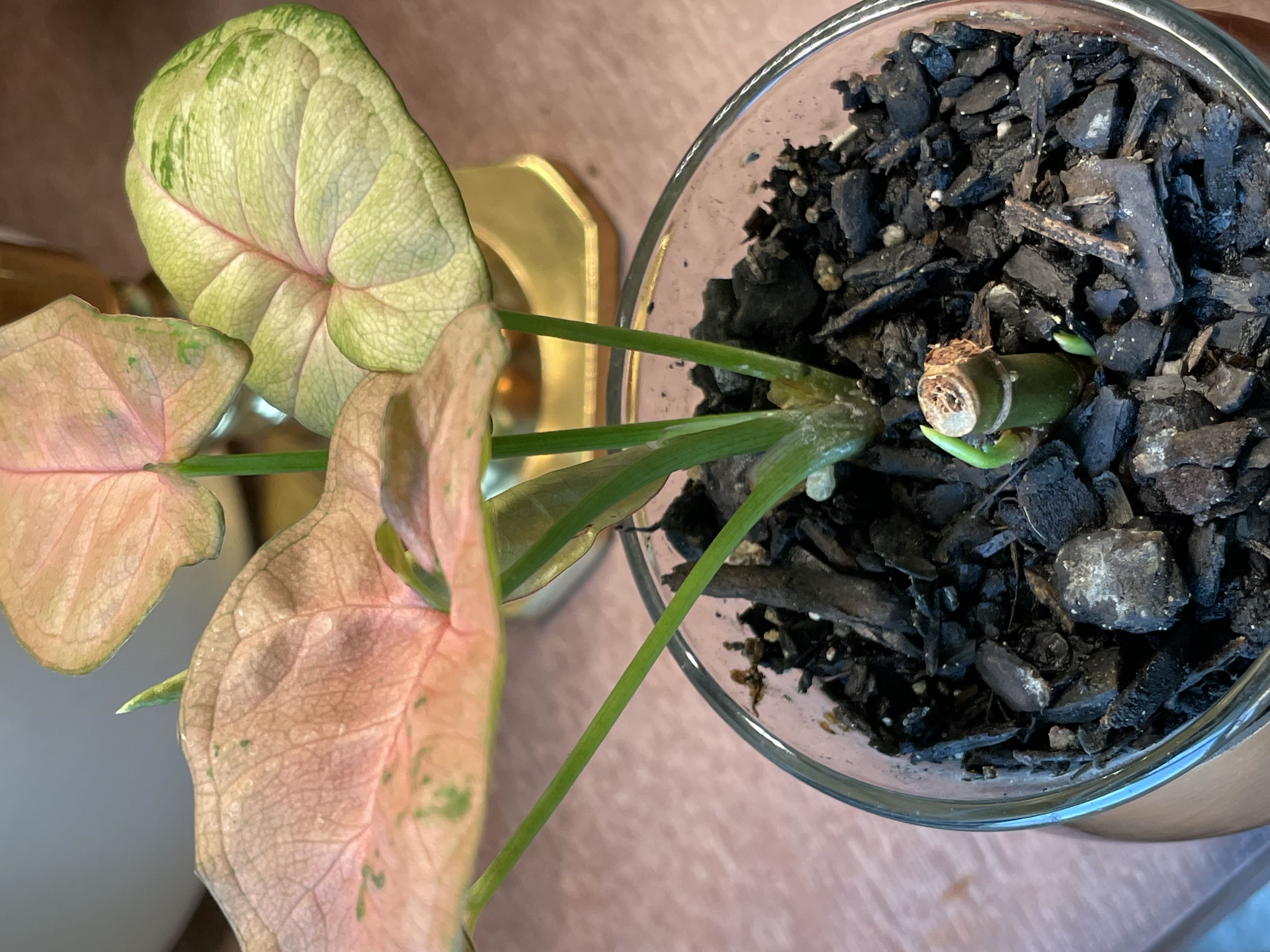 Photo from the post