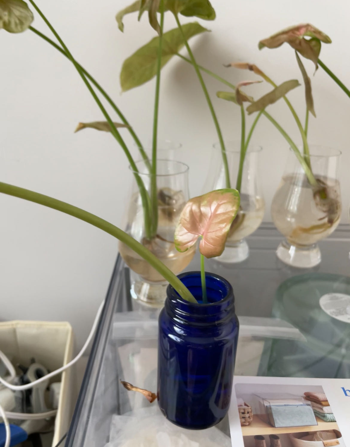 Photo from the post