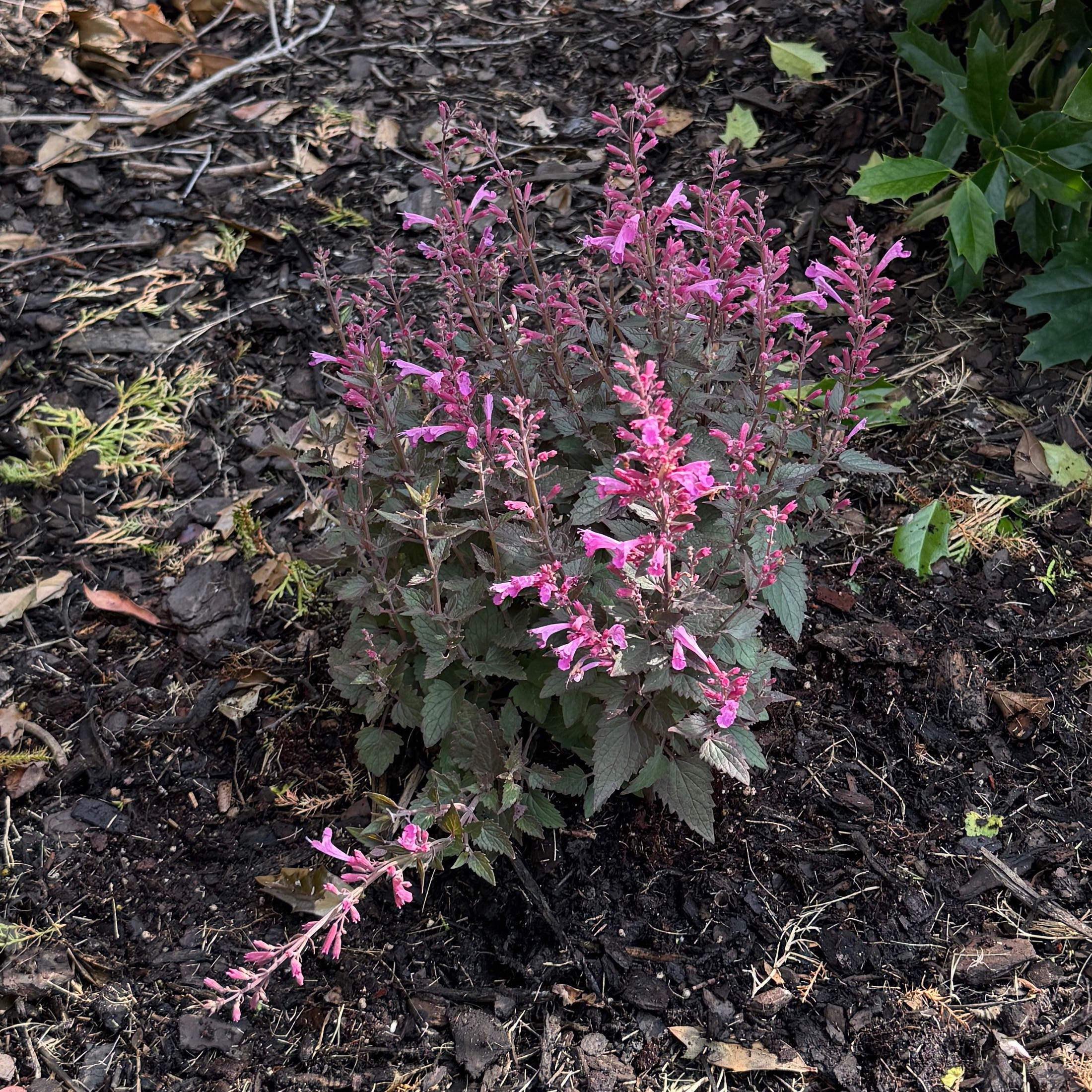 Photo of the plant species Agastache Royal Raspberry by @HeraMonstera named (In Ground 3) Agastache on Greg, the plant care app