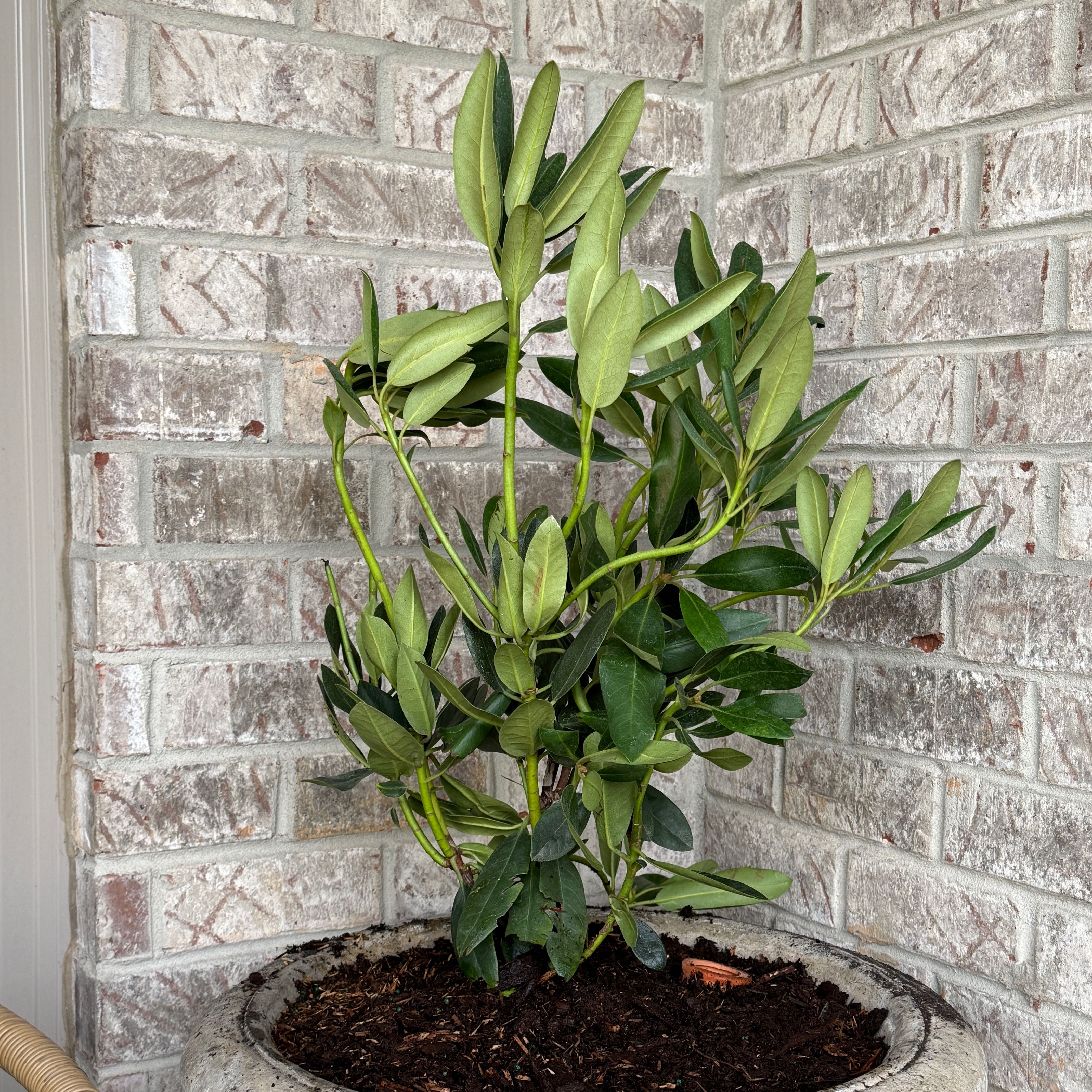 Photo of the plant species Catawba Rhododendron by @HeraMonstera named (Front Patio) New Rhododendron on Greg, the plant care app