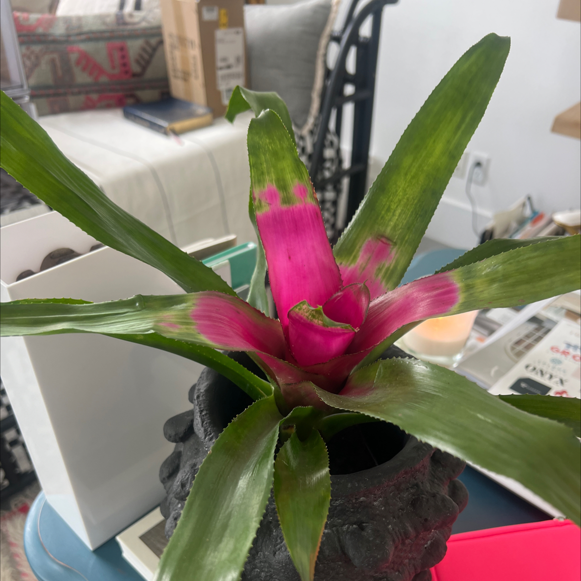 Photo of the plant species neoregelia tangerine by @RestfulQuincula named Hemingway on Greg, the plant care app