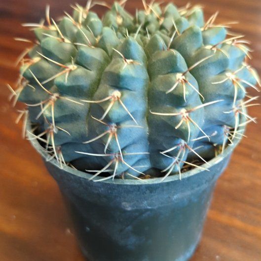 Photo of the plant species Chin Cactus by @Tacokingpin named Duke on Greg, the plant care app