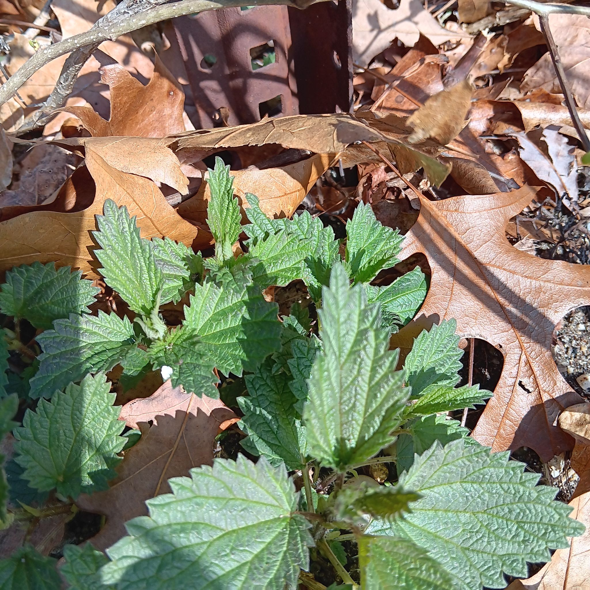 Hoary Stinging Nettle plant with serrated leaves, surrounded by dry leaves.
