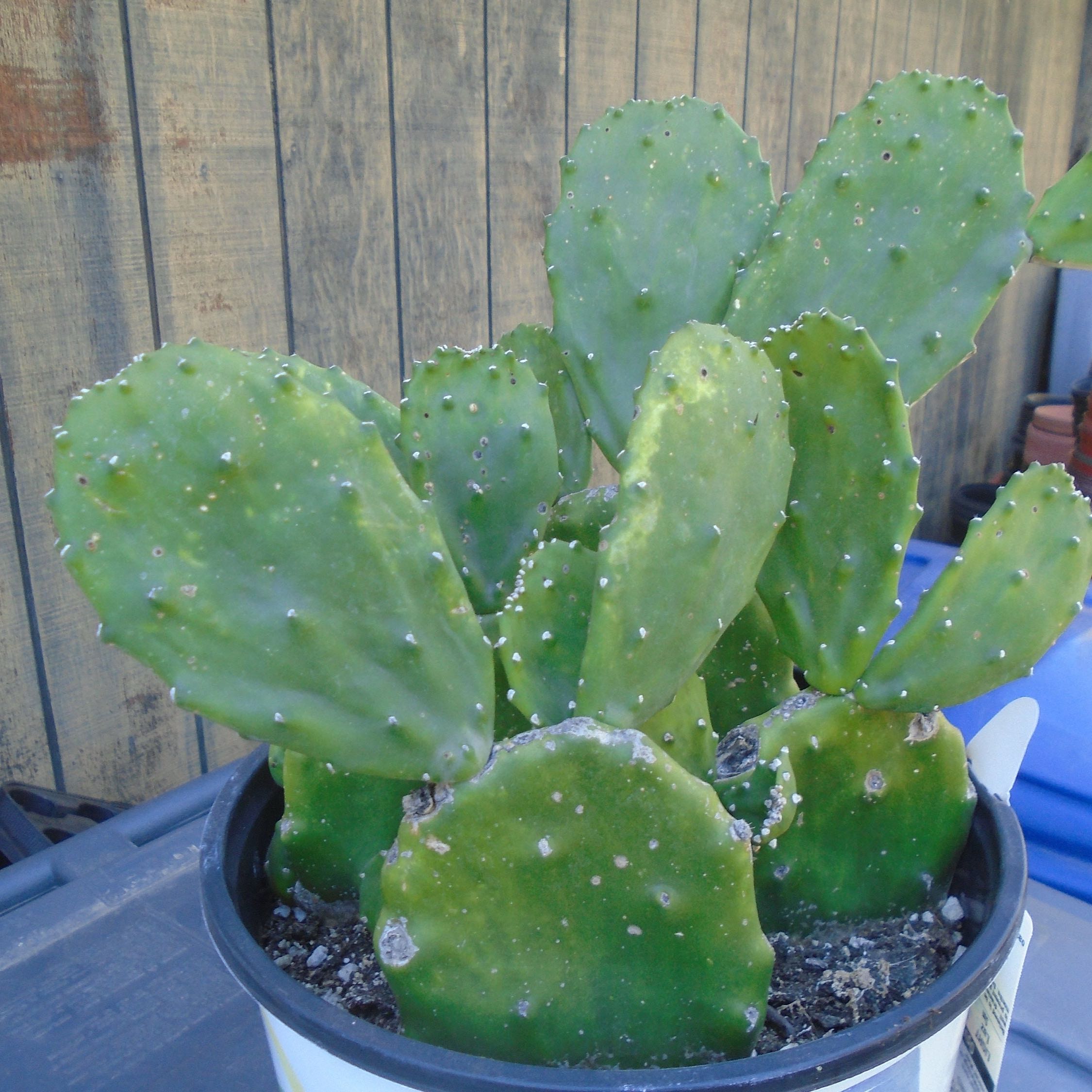 Photo of the plant species Opuntia 'Emerald Wave' by @Mallinali named Osmo on Greg, the plant care app