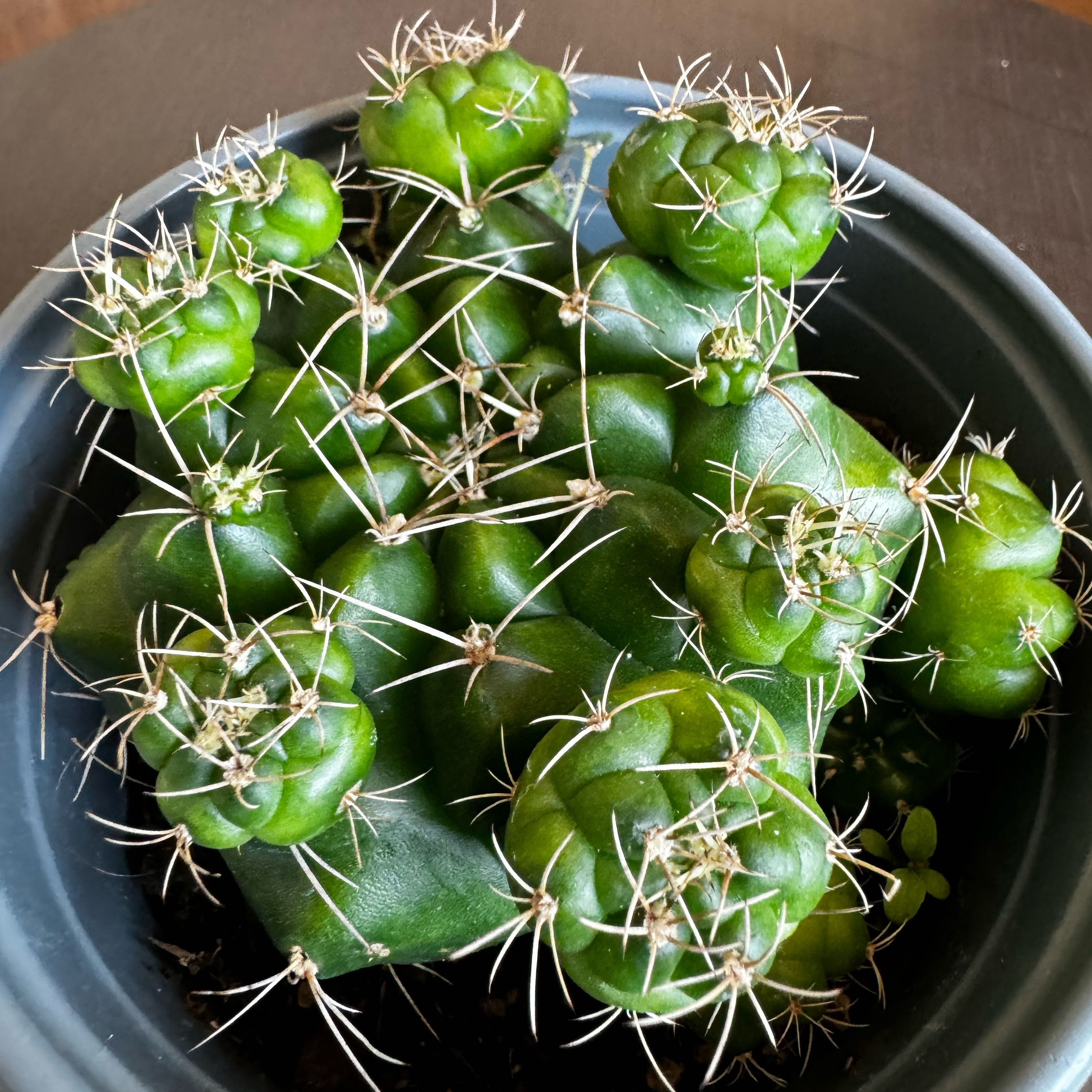 Photo of the plant species Gymnocalycium anisitsii subsp. damsii by @Mallinali named Curie on Greg, the plant care app