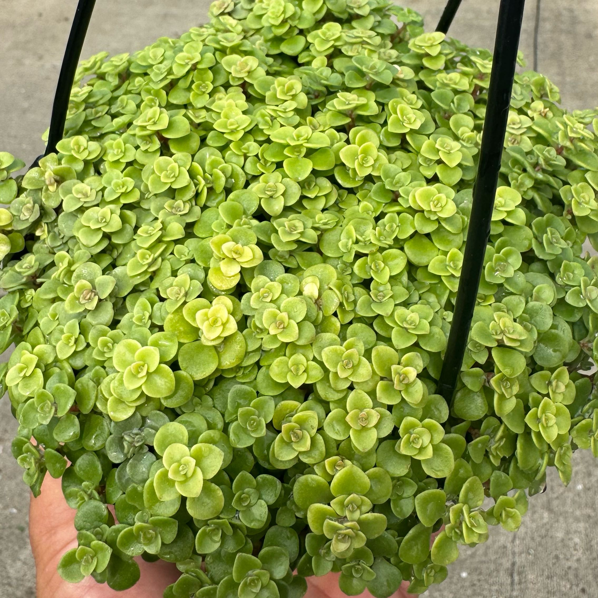 Photo of the plant species Golden Japanese Stonecrop by @Mallinali named Plato on Greg, the plant care app
