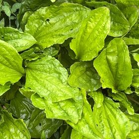 Photo of the plant species Broadleaf Plantain by @CrispFalsedaisy named Terra on Greg, the plant care app
