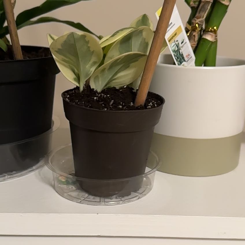 Lemon Lime Peperomia plant in a black pot with healthy variegated leaves.