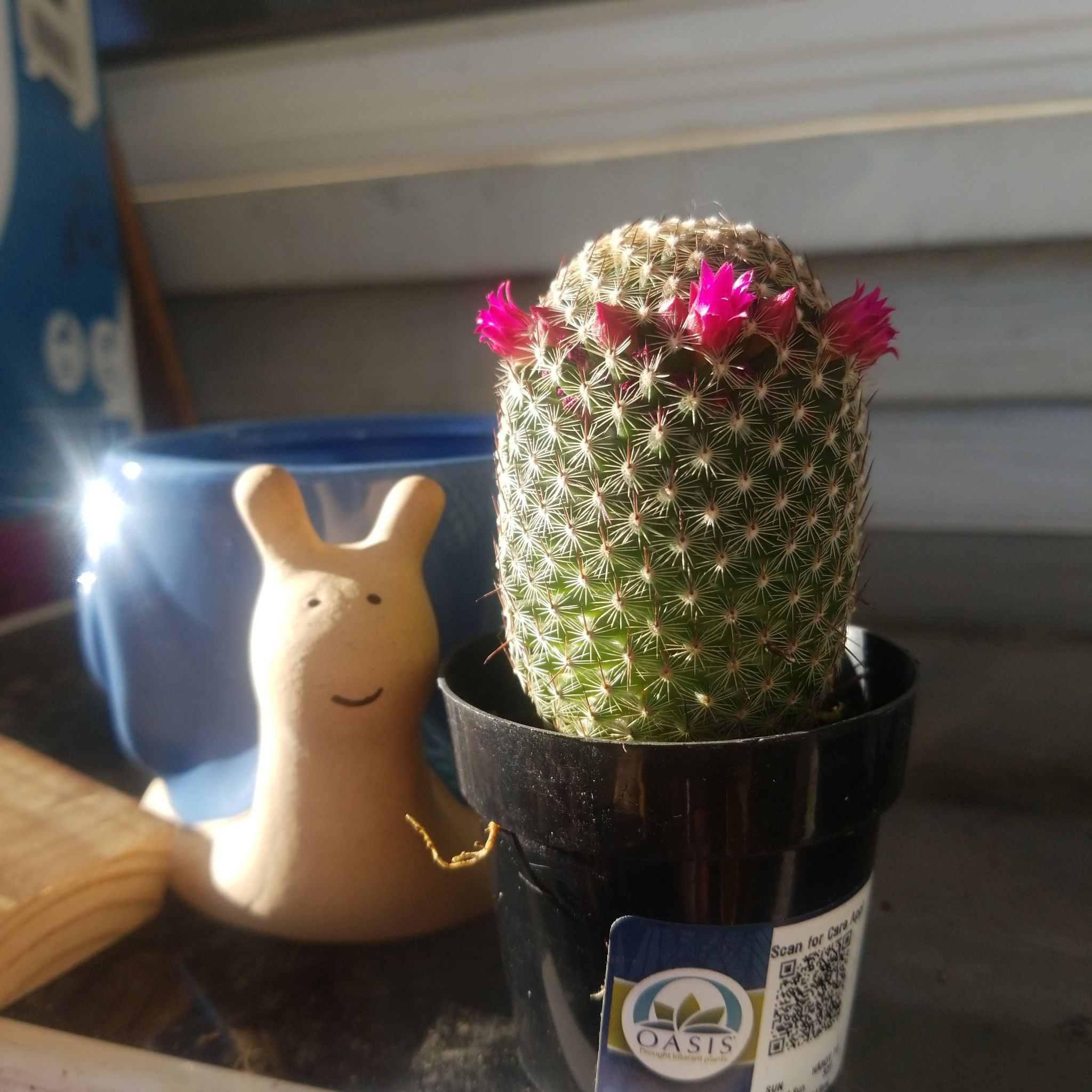 Thumb Cactus in a black pot with pink flowers, next to a snail figurine.