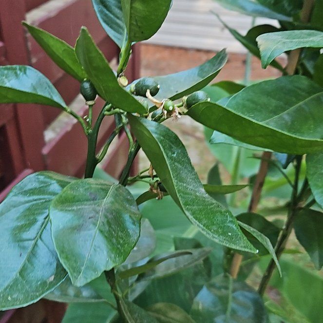 Photo of the plant species Moro Blood Orange by @ManyTreemallow named Scarlett on Greg, the plant care app