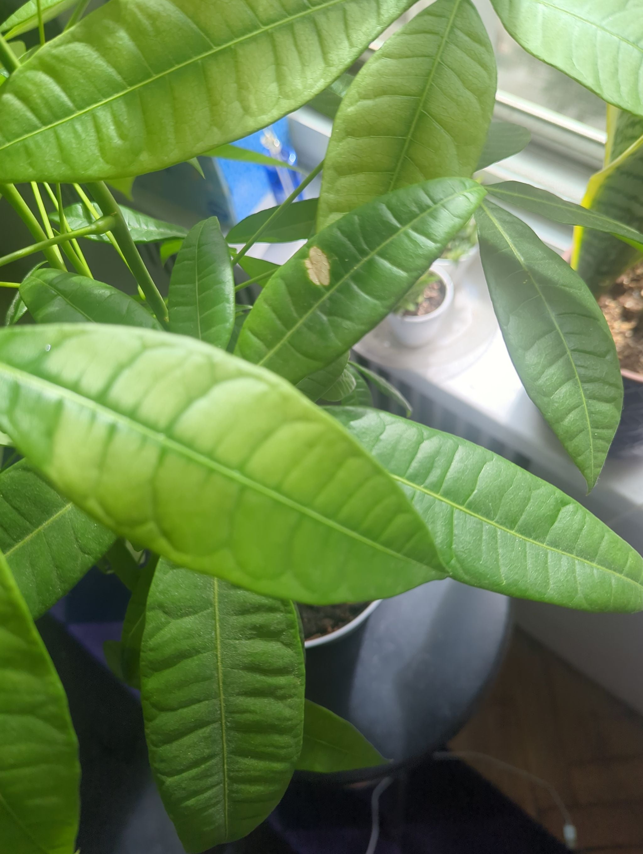 Rai A plant by AmberMallow on Greg