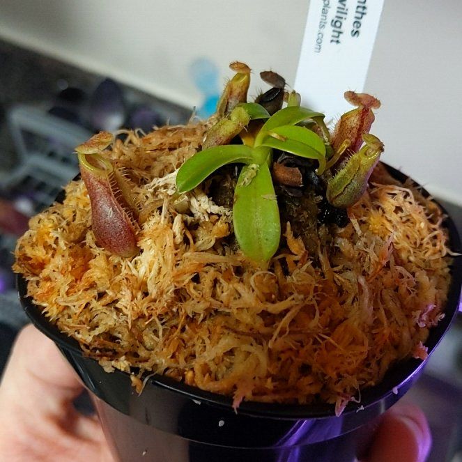 Photo of the plant species Tropical Pitcher Plant by @DaringKamahi named Juggs on Greg, the plant care app