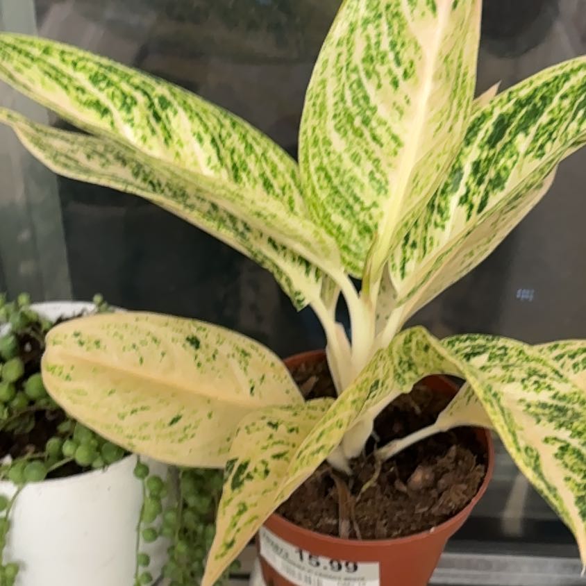 Photo of the plant species Aglaonema 'Legacy' by @HelpfulRustyfig named Ulysses S Plant on Greg, the plant care app