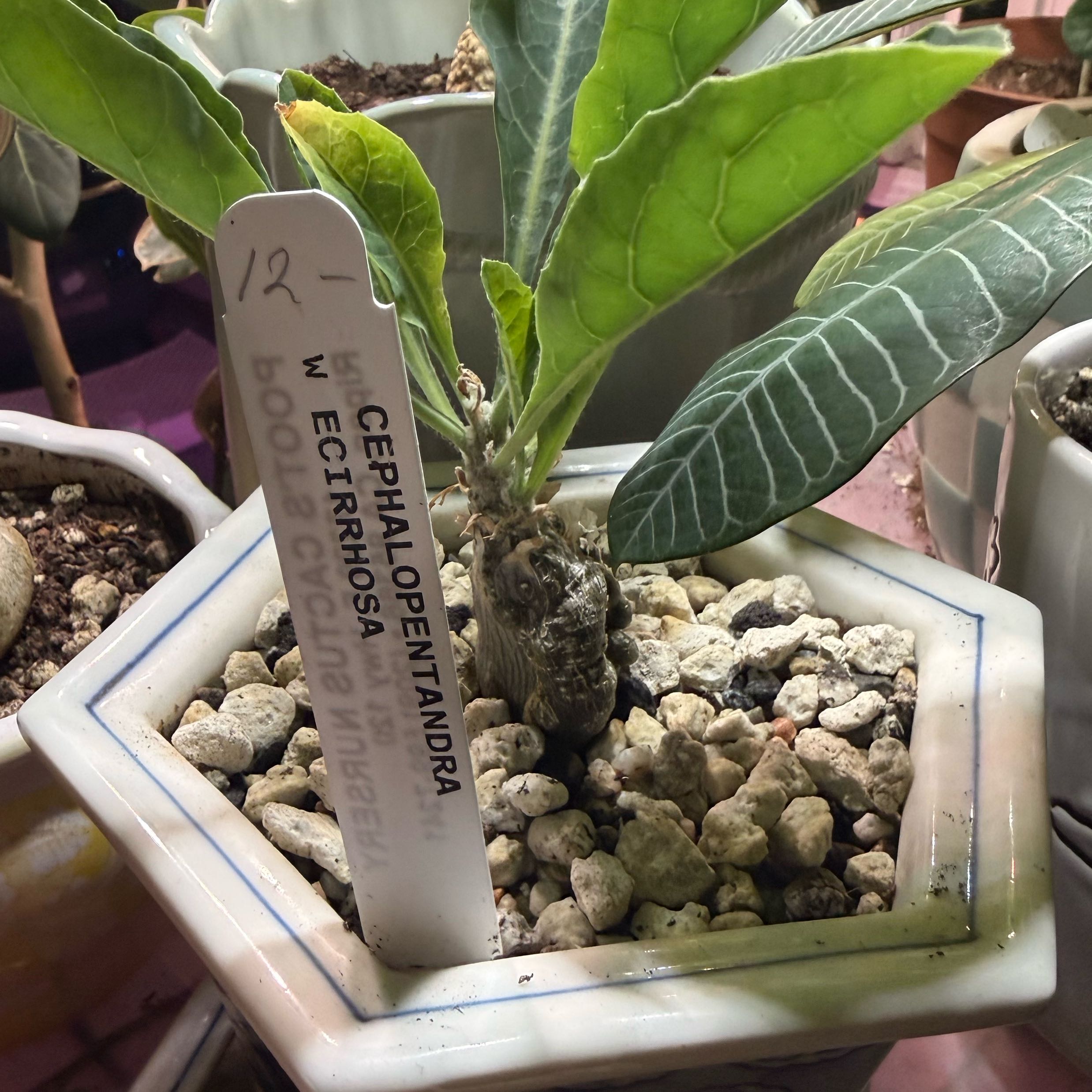 Photo of the plant species Cephalopentandra ecirrhosa by @imrootin4you named Fernie Mac on Greg, the plant care app