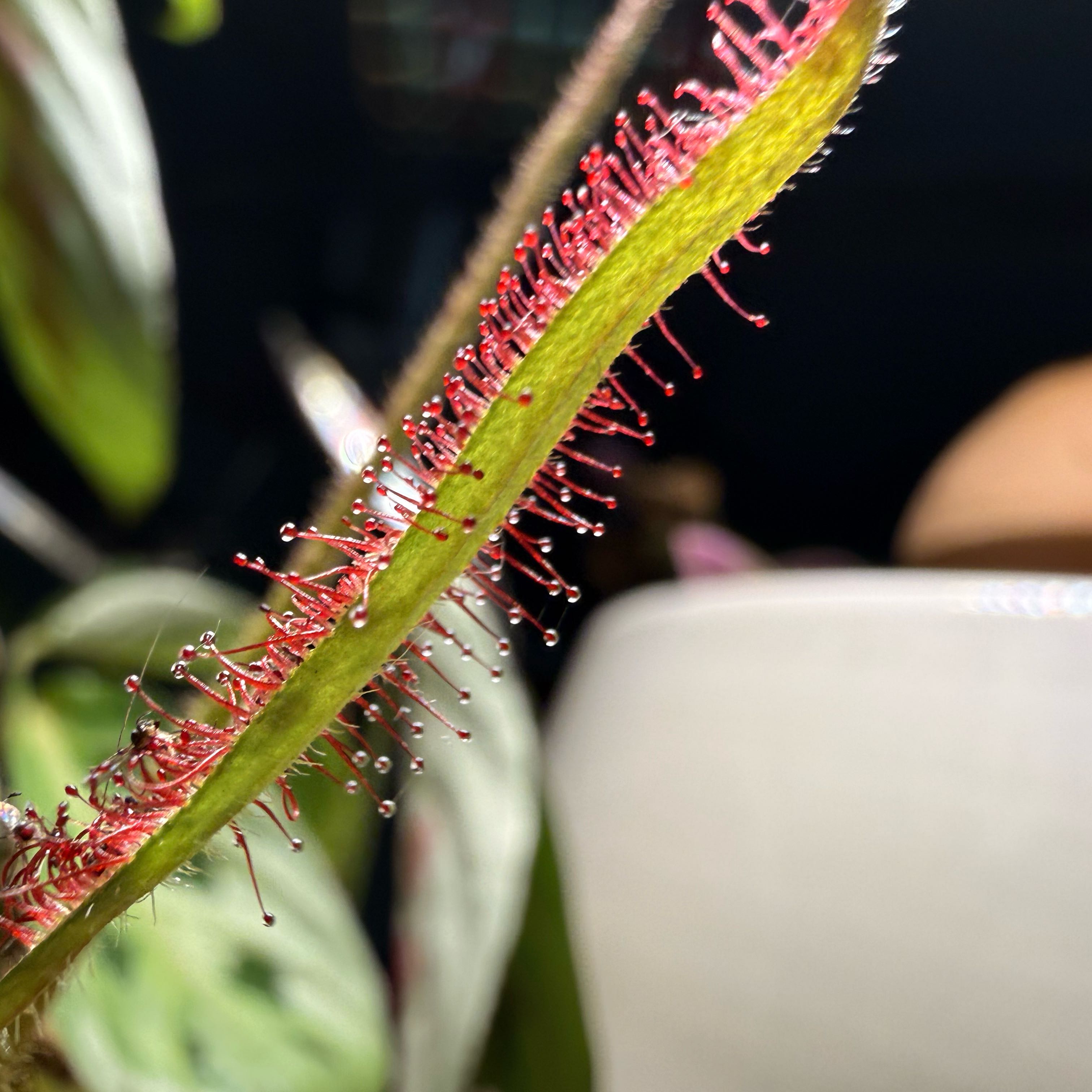 Photo of the plant species Thread-Leaved Sundew by @imrootin4you named Oscar on Greg, the plant care app
