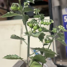 Photo of the plant species Black Nightshade by @imrootin4you named Leonardo on Greg, the plant care app