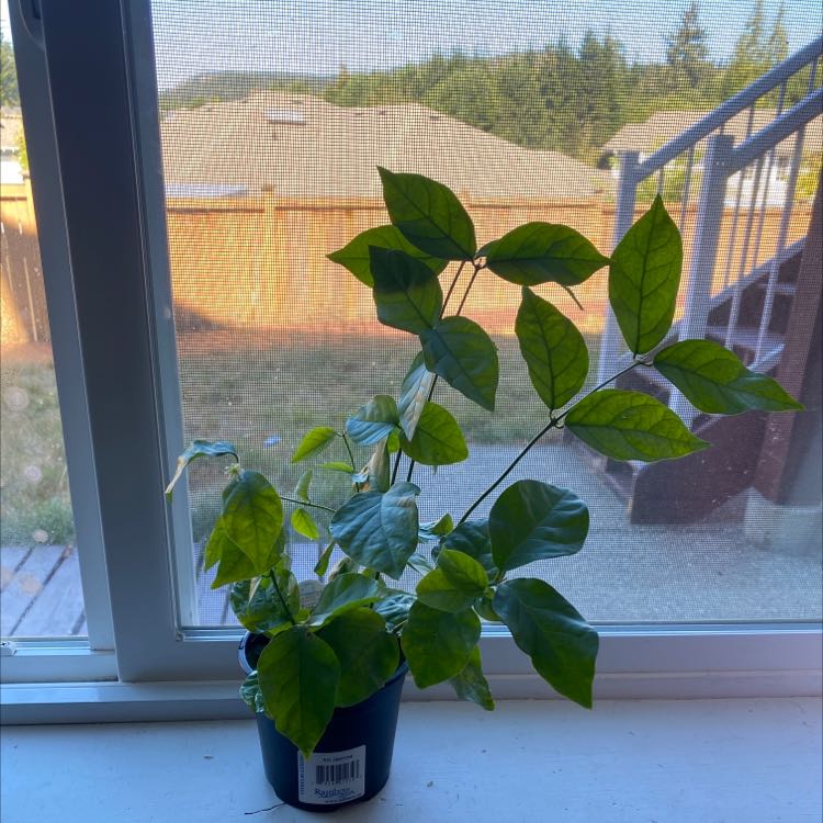 Healthy potted Arabian Jasmine plant with lush green leaves sitting on a window sill overlooking a residential backyard.