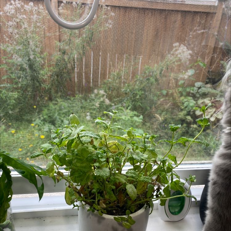 Apple Mint plant in a white pot on a windowsill with some yellowing and browning leaves.