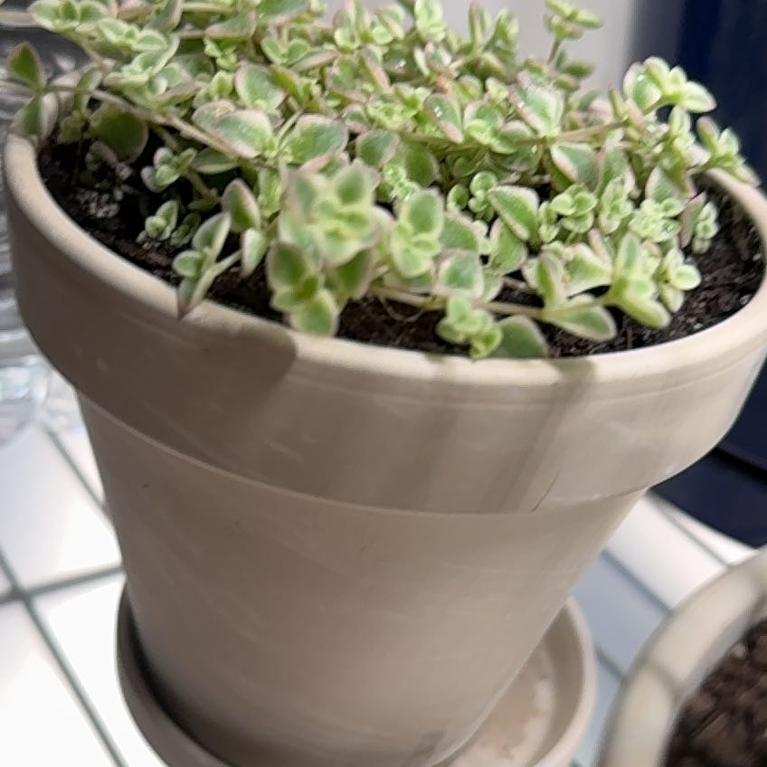 Photo of the plant species Mini Kitty Crassula by @deniise named Elle on Greg, the plant care app