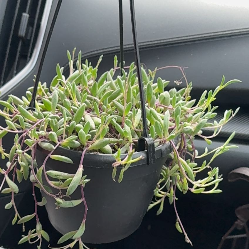 Photo of the plant species Curio herreanus 'Purple Flush' by @deniise named Terra on Greg, the plant care app