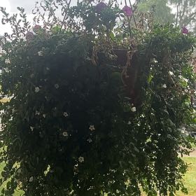 Photo of the plant species Mile-a-Minute Vine by @SugarBlackgrass named Kesha on Greg, the plant care app
