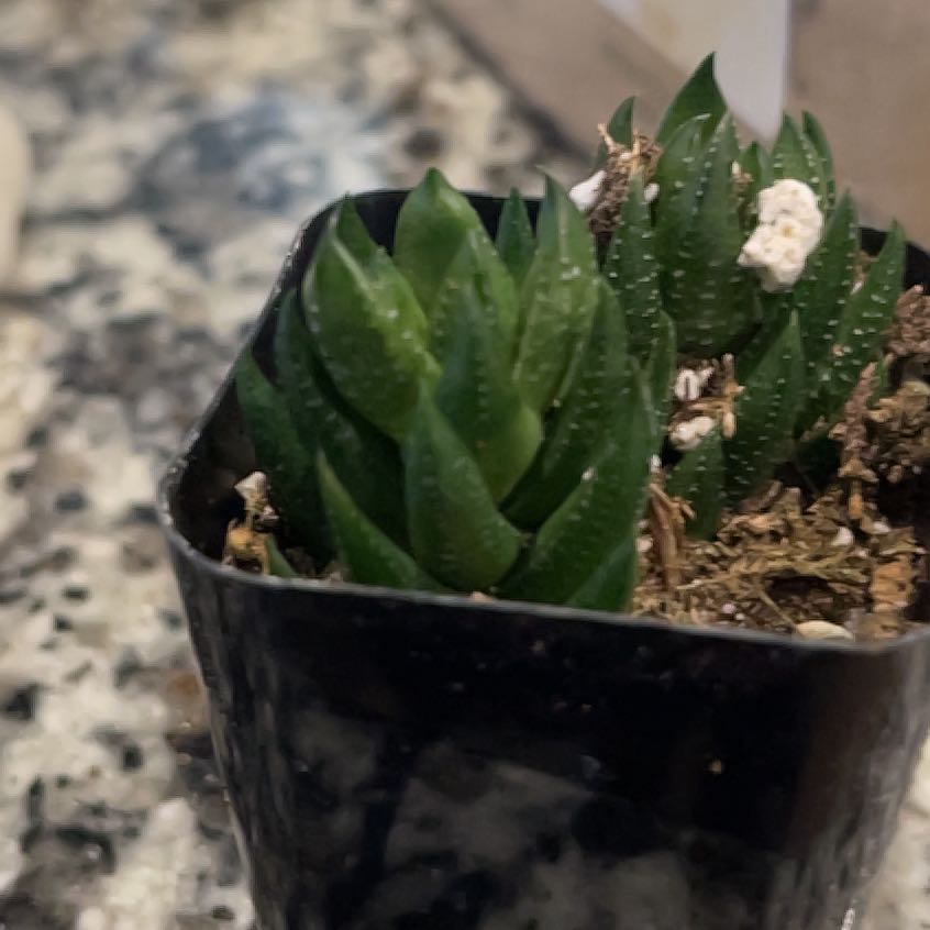 Photo of the plant species Pearl Plant by @GladCocoplum named Mochi on Greg, the plant care app