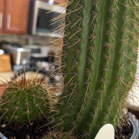 Photo of the plant species Tricholobivia 'Crimsonie' by @DelightedWorm named Darwin on Greg, the plant care app