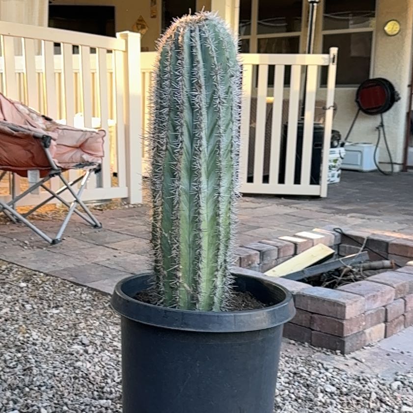 Photo of the plant species Sonoran Cardon by @DelightedWorm named Mollie on Greg, the plant care app
