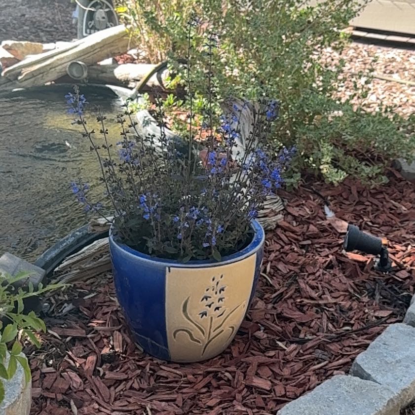 Photo of the plant species Sinaloan Blue Sage by @DelightedWorm named Lola on Greg, the plant care app