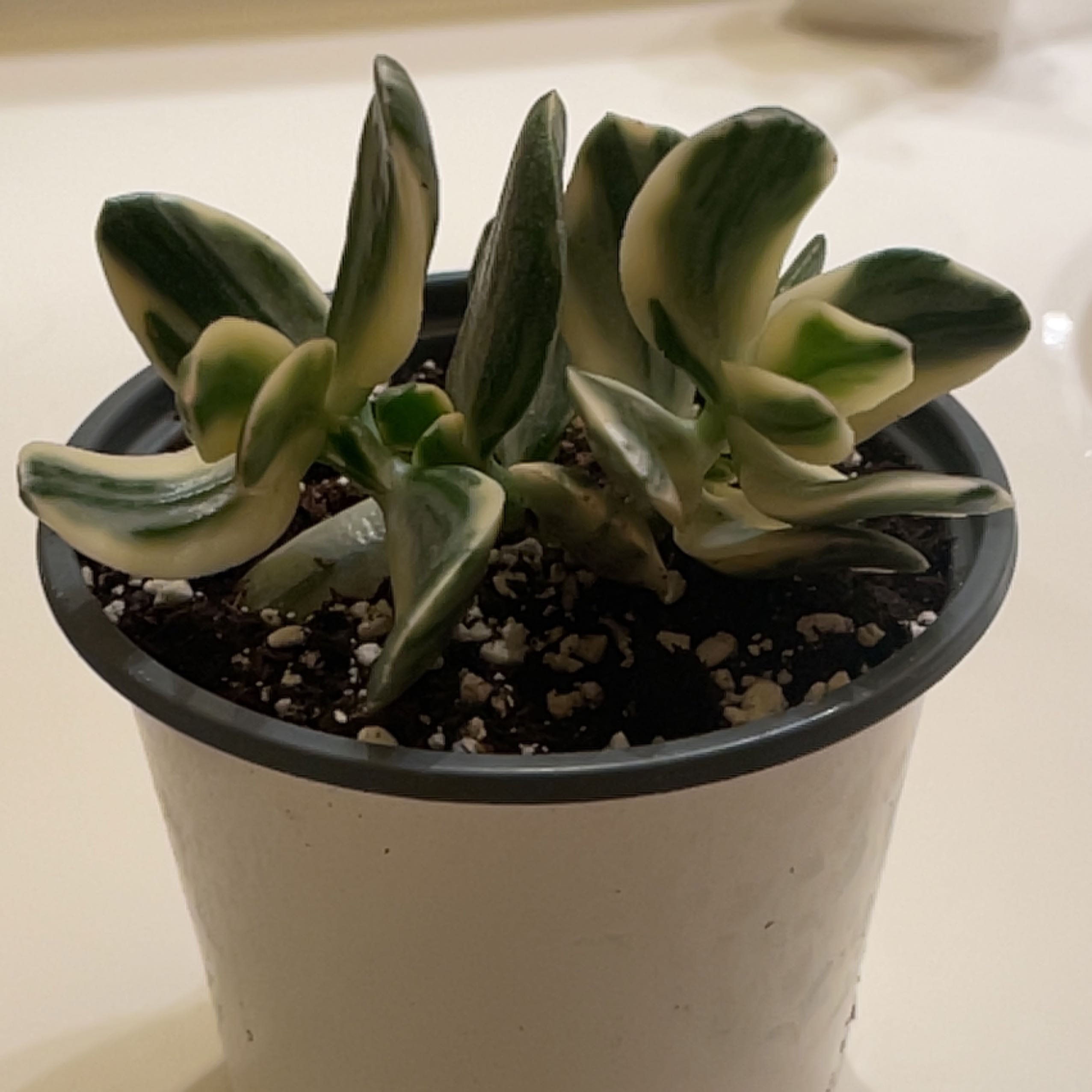 Potted Jade Plant with variegated leaves, healthy and well-drained soil.