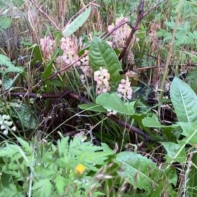 Photo of the plant species Alpine Bistort by @ZarfBaibua named Terra on Greg, the plant care app