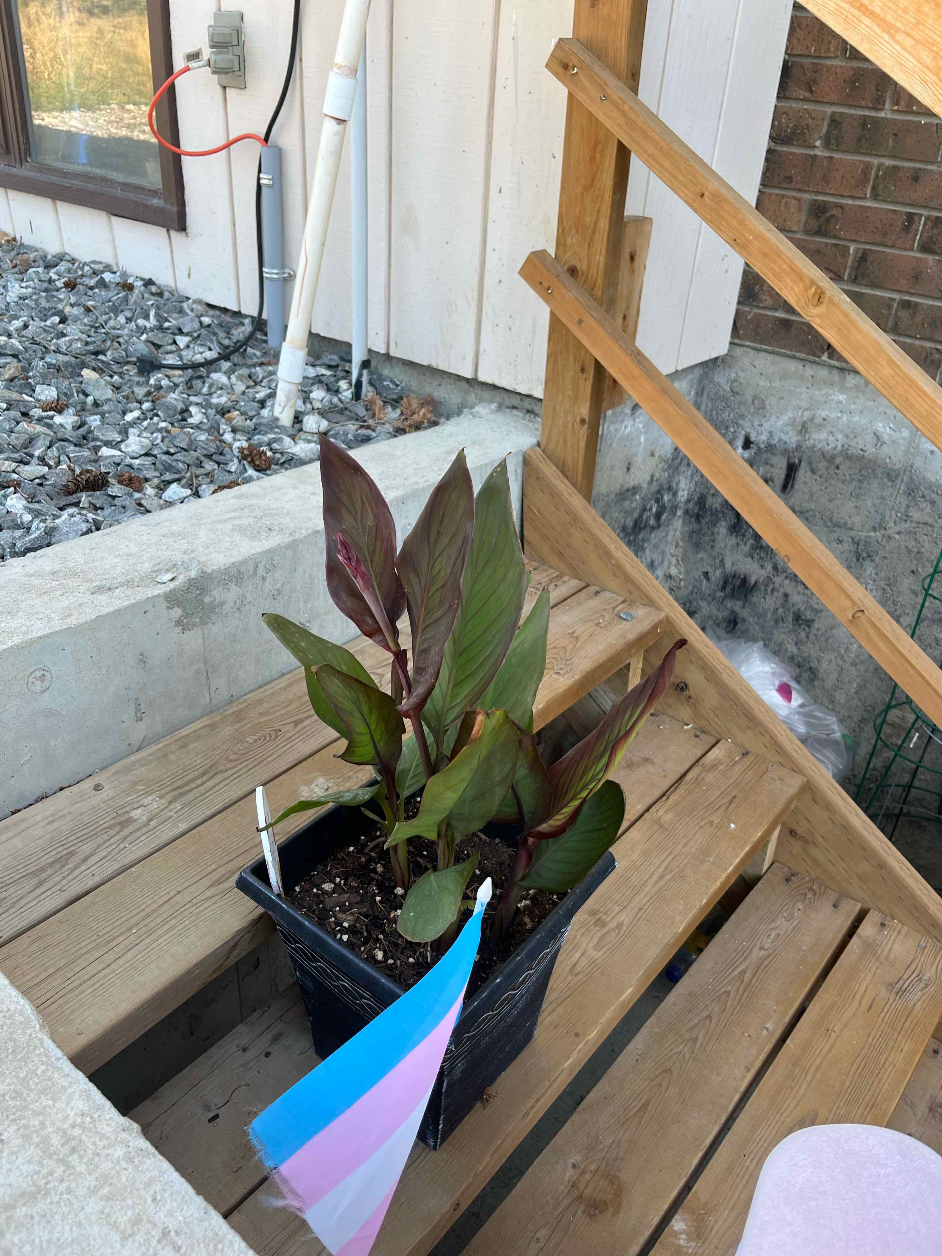 Photo of the plant species Canna Bronze Scarlet by @Plantya named Jessica on Greg, the plant care app